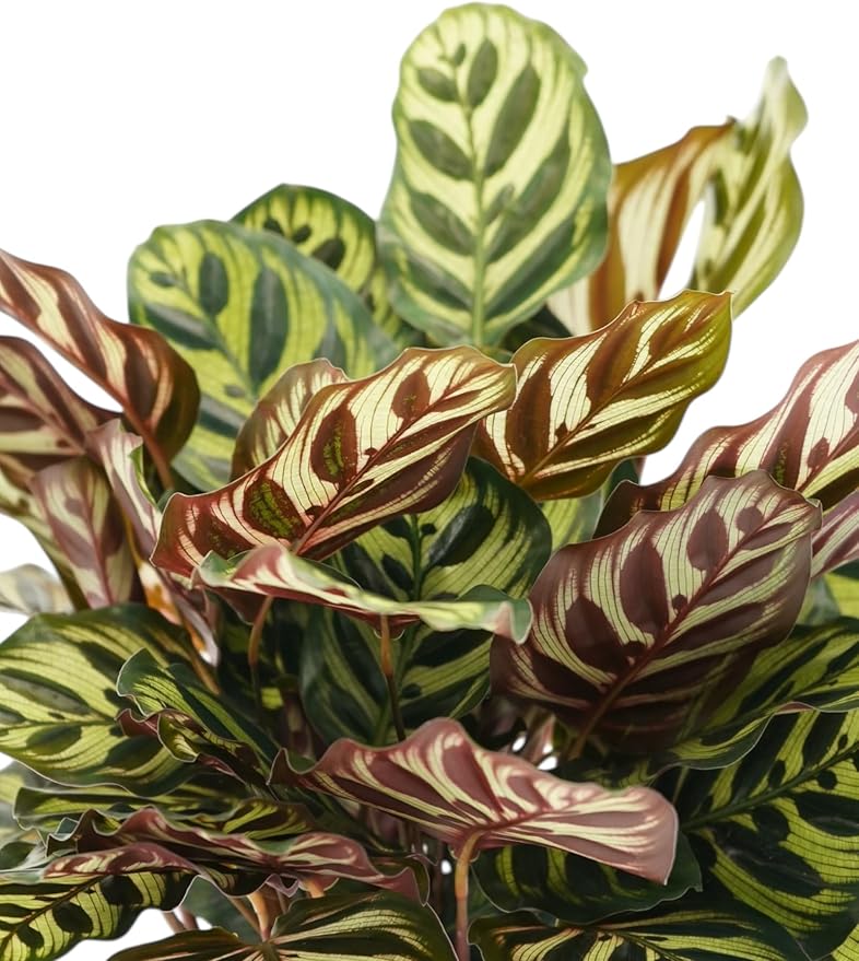 Calathea Peacock Live Plant - Air Purifier and Home Decor | Colorful Indoor Plants Live Houseplant | Calathea Makoyana | Live Plants, Air-Purifying Indoor Houseplant
