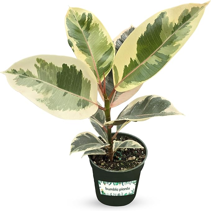 Bumble Plants Variegated Rubber Tree Ficus Tineke [Winter Thermal Packaging Included] | Elegant White, Green & Pink Leaves House Plants Indoors Live, Low Maintenance Live Plants Indoor