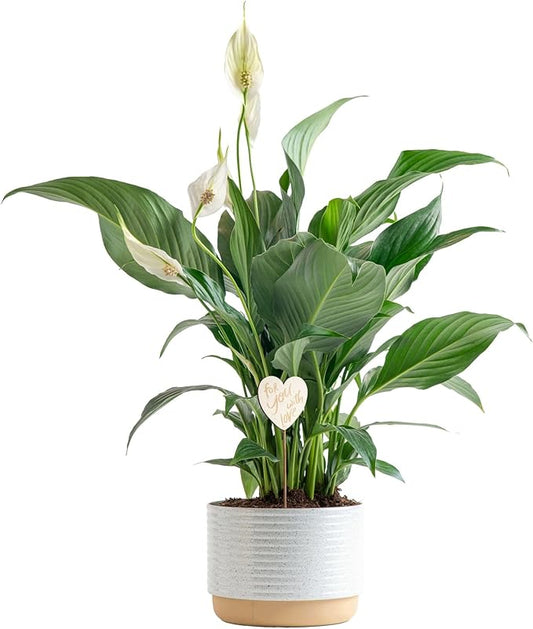 Costa Farms Peace Lily Live Plant in Decorative Pot, Air Purifying Flowering Indoor Houseplant, Perfect for Home, Room, or Office Decor, Great House Warming or Birthday Gift, 14-24 Inches Tall