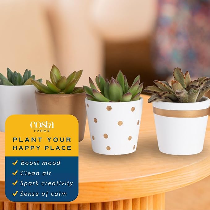 Costa Farms Mini Succulent Live Plants in Decorative Pots, Easy to Maintain Indoor Succulents, Houseplants for Home or Office Decor, House Warming or Party Favors, 2-3.5 Inches Tall, Pack of 24