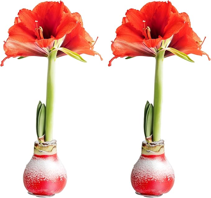 Costa Farms Amaryllis Live Plants in Bulb, Easy to Maintain Christmas or Holiday Decoration, Flowering Flowering Indoor Houseplant, Home, Room, or Office Decor, House Warming Gift, Bulb, Pack of 2