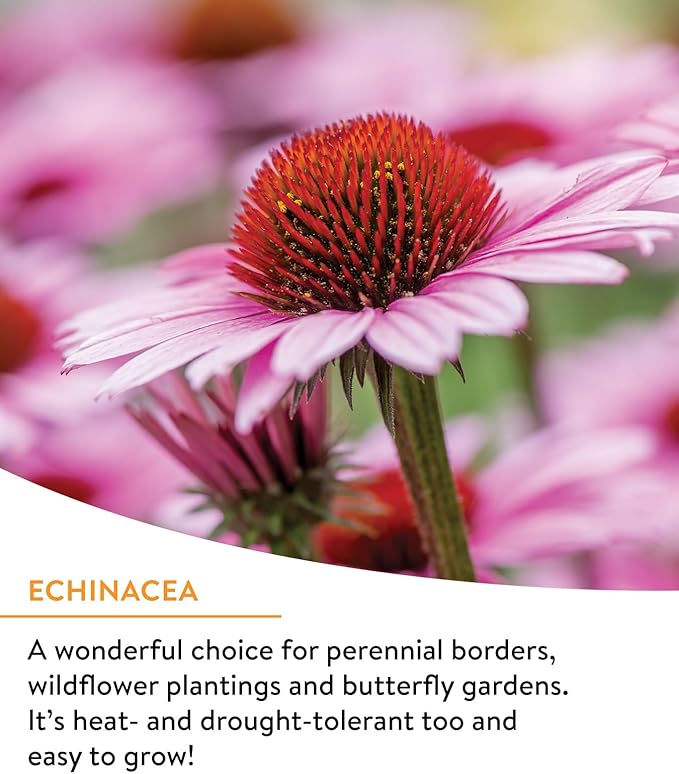 Burpee Wildflower 25,000 Bulk, 1 Bag, 18 Varieties of Non-GMO Flower Seeds Pollinator Garden, Pollinator Mix