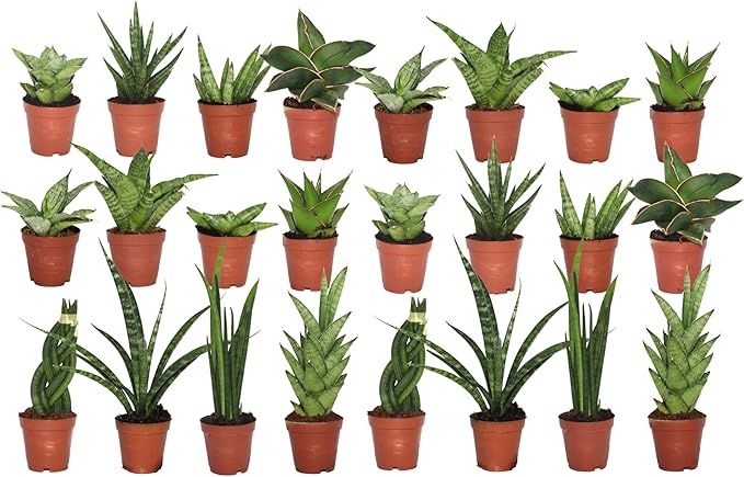 CoollectivePlants Easy to Grow Sansevieria Collection – Live Snake Plants in 2″ Growers Pot, Low-Maintenance Air-Purifying Houseplants, Real Snake Plant Gift Set (24 Pack)