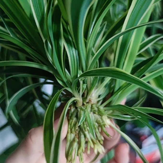 2 Reverse Variegated Spider Plant Cuttings – Fast-Growing Indoor Houseplants, Air-Purifying Hanging Basket Greenery