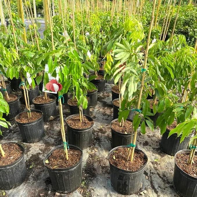 Premium Lychee Potting Soil Mix - Perfect Balance of Nutrients, Drainage, and Aeration for Thriving Lychee Trees - 2 Quart