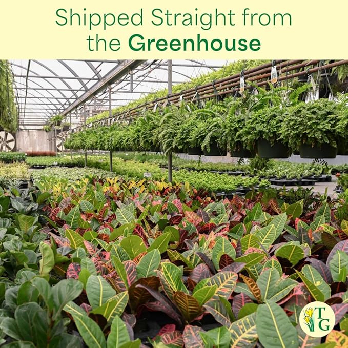 Thorsen's Greenhouse Live Petra Croton Plant, Codiaeum Variegatum, Colorful Foliage, Live Indoor Houselant (Nursery Pot, 6-inch Pot)