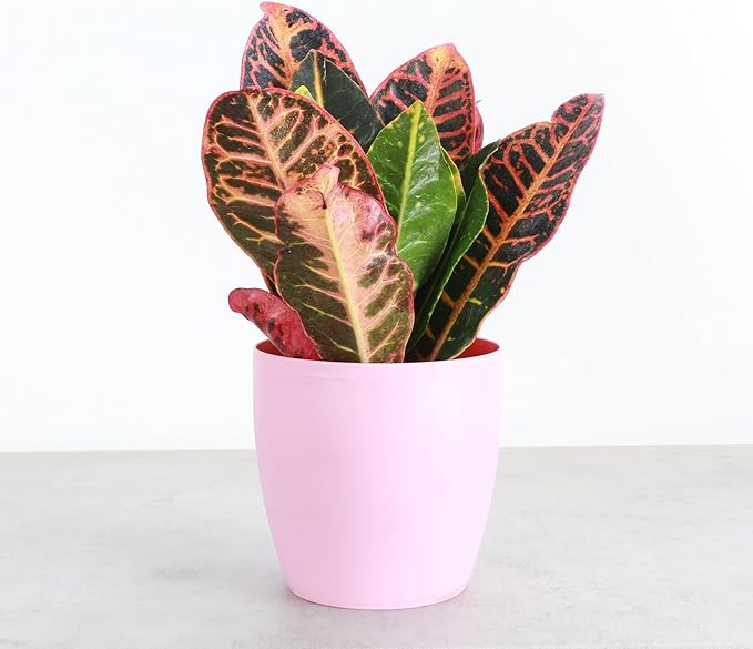 Thorsen's Greenhouse Live Petra Croton Plant, Codiaeum Variegatum, Colorful Foliage, Live Indoor Houselant (Blush, 4-inch Pot)