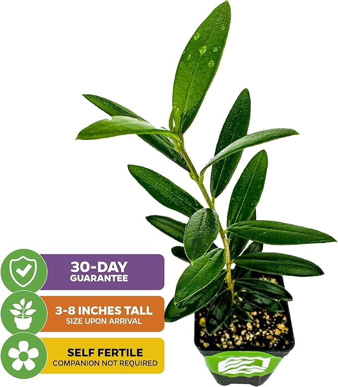 Arbequina Olive Tree Live Plant - Olea europaea 'Arbequina' by Wellspring Gardens - Fresh Homegrown Olives - Ideal for Mediterranean Garden Plant Vegetable Plant