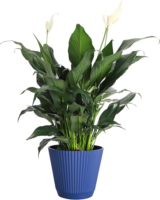 Thorsen's Greenhouse Live Peace Lily Plant, Spathyphylum, Low Light, Easy to Grow, Natural Air Purifier Live Indoor Plant, 4-6" Diameter Pot (Navy, 6-inch Pot)