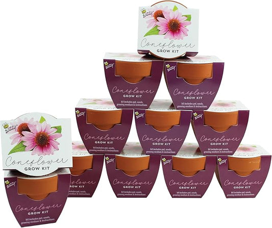 BUZZY Seeds Terracotta Mini Grow Pots | Herb, Plant, Flower Starter Kit for Kids & Adults | Coneflower 12-Pack, Classic Collection | Guaranteed to Grow | Best Indoor-Outdoor Gardening Gift