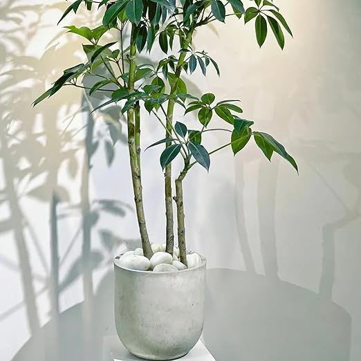 10 lbs Large River Rocks for Landscaping, 2-3 inch Polished White Pebbles for Plants, Decorative White Stones for Planters Vase Aquarium and Outdoor Garden Rocks