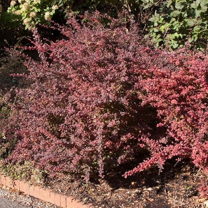 Barberry Rosy Glow | 40 Live Plants | Vibrant Dual-Toned Foliage, Ideal for Landscaping & Hedging, Hardy & Drought-Tolerant, Live Decorative Shrub Plant