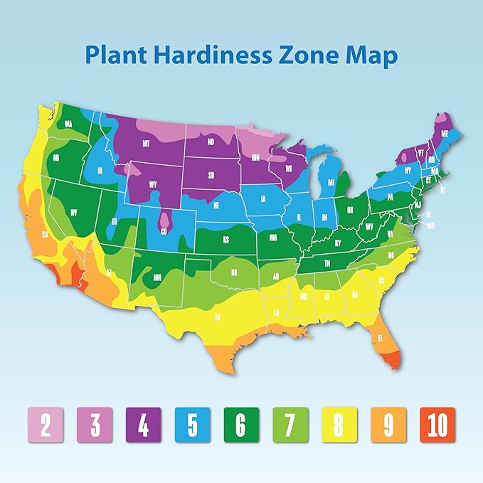 Altman Plants Yellow Chrysanthemum Plants Live Mums Plant (4PK) in 1 Quart Pots, Outside Garden Flowers for Fall, Outdoor Flowering Hardy Mum Outdoor Plant Pack, Easy Care