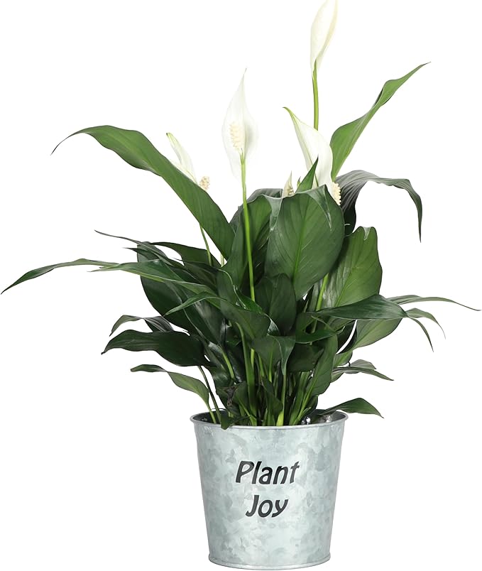 Thorsen's Greenhouse Live Peace Lily Plant, Spathyphylum, Low Light, Natural Air Purifier Live Indoor Plant, 4-6" Diameter Pot (Plant Joy, 4-inch Pot)