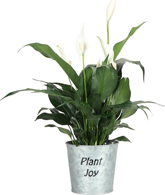 Thorsen's Greenhouse Live Peace Lily Plant, Spathyphylum, Low Light, Natural Air Purifier Live Indoor Plant, 4-6" Diameter Pot (Plant Joy, 4-inch Pot)