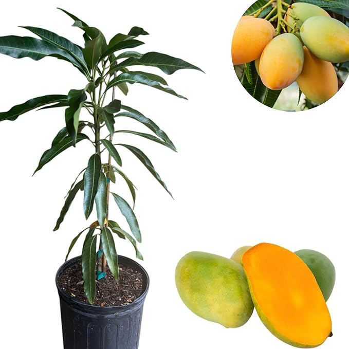 Mallika Mango Tree Live Plant for Planting – 3 to 4 Feet Tall in 3 Gallon Pot – Sweet Tropical Fruit Tree – No Ship to CA