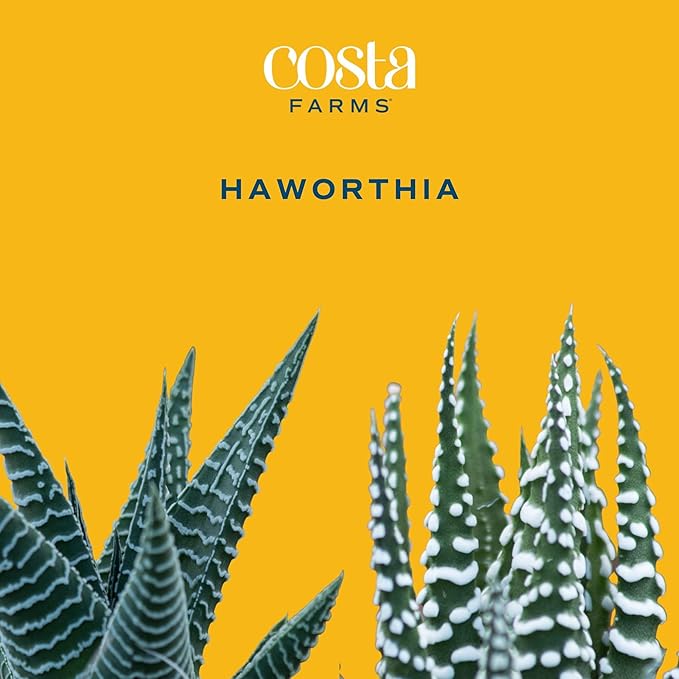 Costa Farms Live Succulent, Easy to Grow Haworthia Plant in Planter Pot, Succulent Houseplant in Potting Soil, Indoors Garden Gift, Cacti Room Décor and Home Décor, 4-Inches Tall