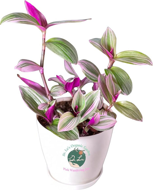 Dr. Lu’s Organic Pink Wandering Jew Live Plant | Rare Tradescantia Nanouk | Rooted House Plants | Easy Grow Indoor Plants | 6'' Nursery Pot