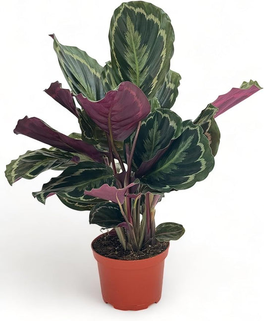 Calathea Medallion ROSEO Picta Live Plant - Air Purifier, Home Decor & Room Decor | Elegant Indoor Calathea Prayer Plant, Plants Live Houseplants | Perfect Live Indoor Plants