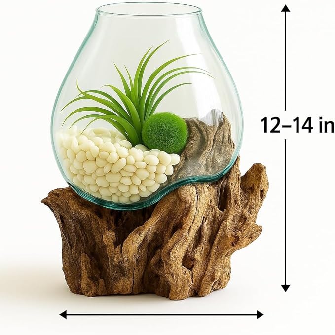 OMA Hand Blown Molten Glass on Driftwood Terrarium Vase or Planter – Recycled Glass & Natural Wood for Coastal & Boho Home Décor (12"–14" High)