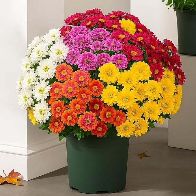 Funsdecor Mums, Artificial Sunset Mums, Artificial Outdoor Sunset Mums Flowers - UV Resistant, Waterproof, Windproof, Fake Fall Flower Daisy with Eucalyptus, Look Real, Full, Vibrant (5 Bundle Glod)