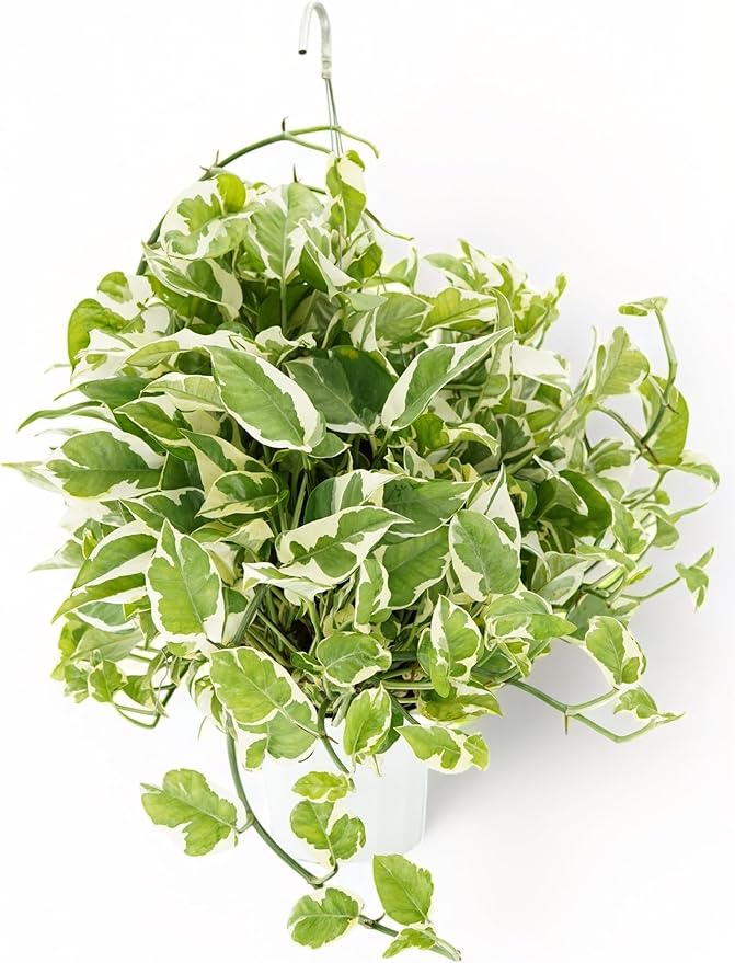 Huge Pothos N'joy Live Plant - Hanging House Plant, Large Pothos Live Plant, Hanging Plants Live Houseplants, Trailing Vine for Home Decor