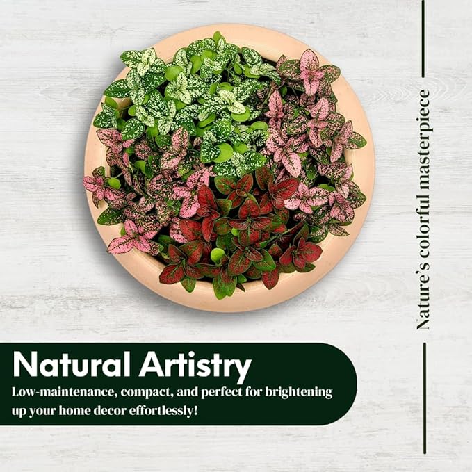 Polka Dot Plant (4-Pack) - Live Houseplants, Small Indoor Plants, Hypoestes Pink- Colorful, Air-Purifying House Plants