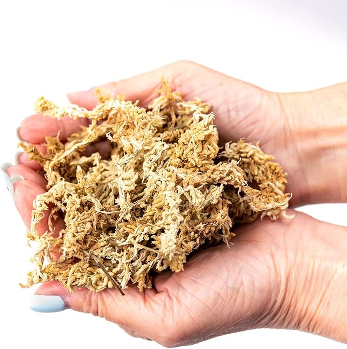 Ixora Plant Potting Soil - Enhance Blossoming and Health with Professional Grade Nutrient-Rich Mix - 3 Quart