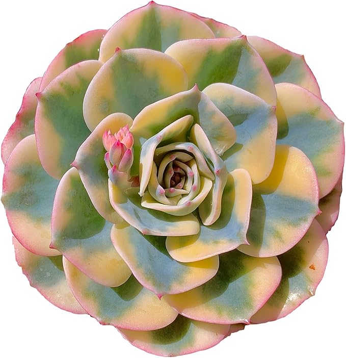 Echeveria Secunda VAR. Glauca Variegated Rare Live Succulent Plants, Green 1 Head 3.5" Live Plant, Package Without Pot & Soil, Garden Indoor Office Desk, Wedding Party Decoration, Friend Lovers Gifts