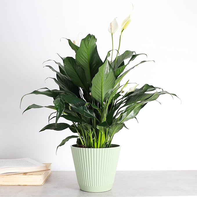 Thorsen's Greenhouse Live Peace Lily Plant, Spathyphylum, Low Light, Easy to Grow, Natural Air Purifier Live Indoor Plant, 4-6" Diameter Pot (Sage, 6-inch Pot)