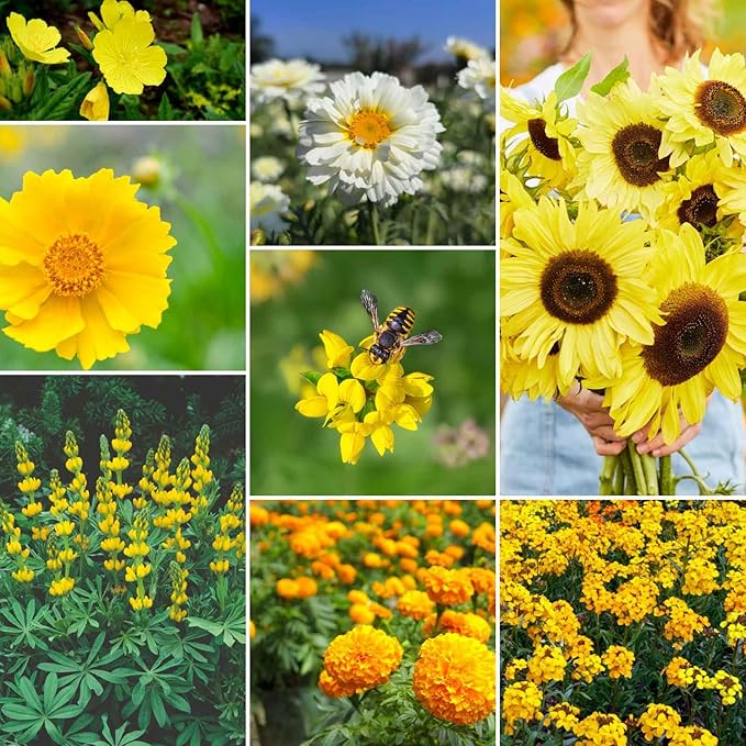 Eden Brothers Ole Yeller Wildflower Mixed Seeds for Planting, 1/4 lb, 120,000+ Seeds with African Marigold, Sunflower | Attracts Pollinators, Plant in Spring or Fall, Zones 3, 4, 5, 6, 7, 8, 9, 10