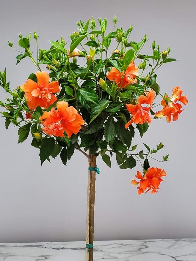 Live Hibiscus Tree - Double Peach Flower - Overall Height 38" to 44" - Tropical Plants of Florida (Plant Only)