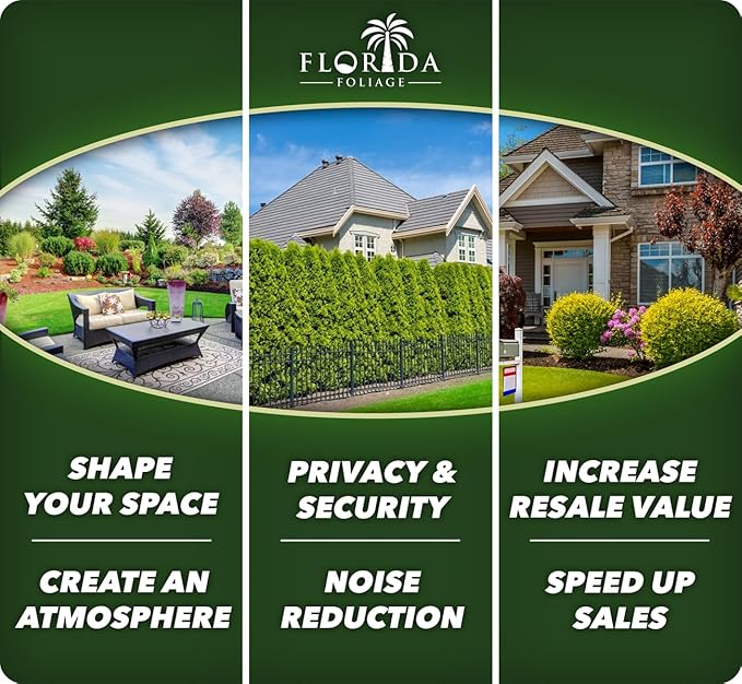 Ficus Pumila Quercifolia | 20 Live Plants | Oak Leaf Creeping Fig, Easy-Care Indoor/Outdoor Trailing Vine Plant, Perfect for Walls and Ground Cover