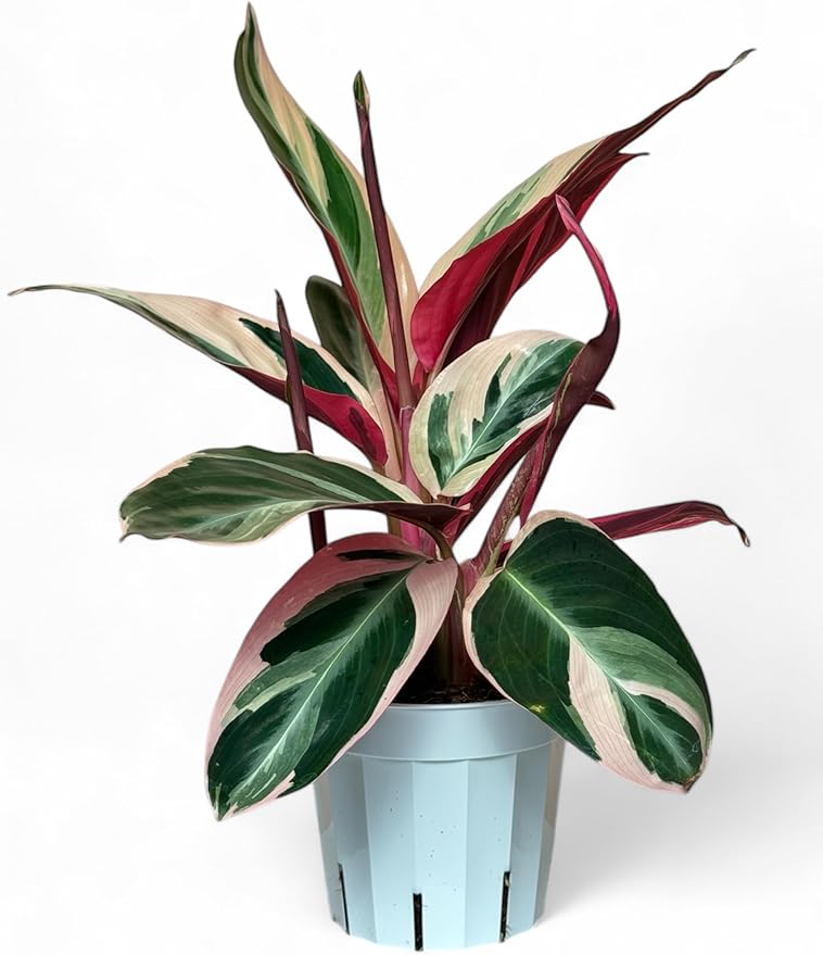 Stromanthe Triostar - Colorful Live Indoor Plant, Calathea Prayer Plant, Air Purifier & Elegant Home Decor, Ideal for Room Decor, Triostar Houseplant