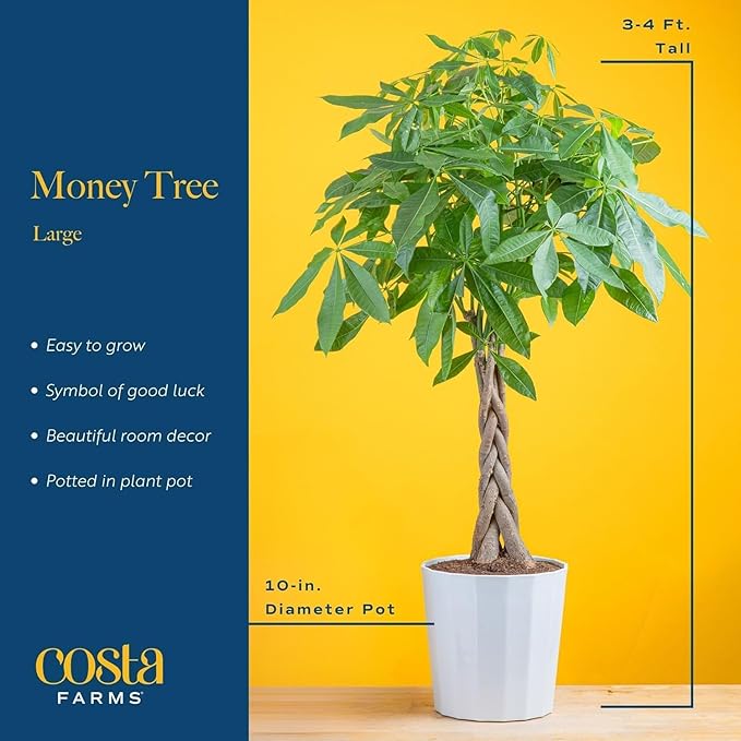 Costa Farms Money Tree Live Plants in Decorative Pot, Large Air Purifying Indoor Houseplant, Perfect for Home, Room, or Office Decor, Great House Warming or Birthday Gift, 3-4 Feet Tall, Pack of 2