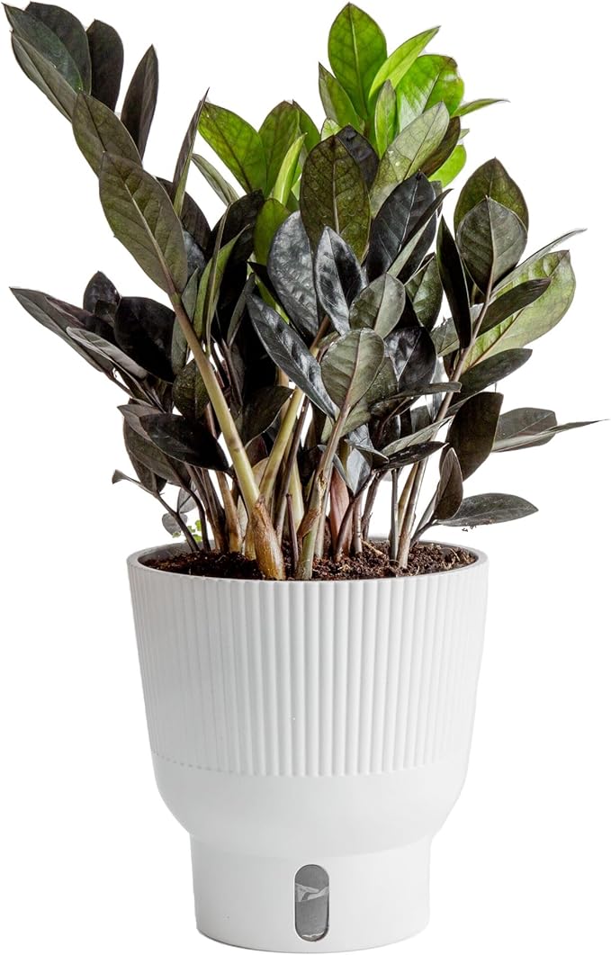 Costa Farms Raven ZZ Live Plant in Self Watering Pot, Easy to Maintain, Air Purifying Indoor Houseplant, Perfect for Home, Room, or Office Decor, Great House Warming or Birthday Gift, 12-18 Inches