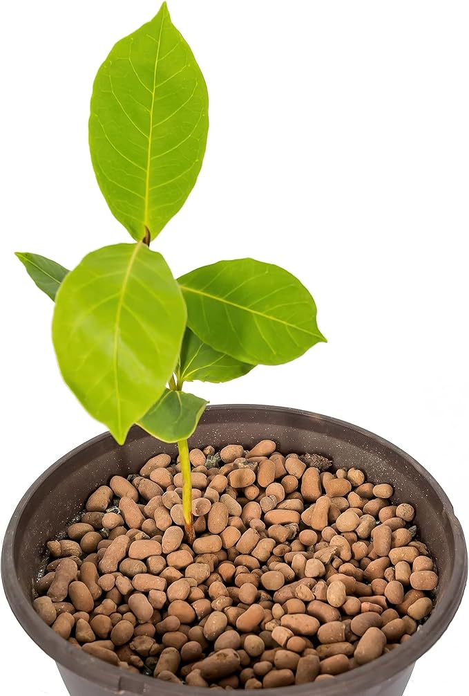 Expanded Clay Pebbles for Plants – 4mm-16mm LECA Balls | 100% Natural Hydroton Clay for Drainage, Hydroponics, Aquaponics, Terrariums, Orchids & Indoor Plant Growing Medium - 10 Quarts