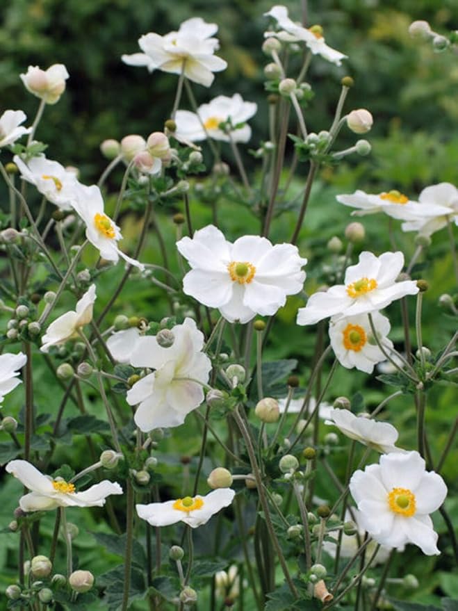 Perennial Farm Anemone x Hybrida 'Honorine Jobert' – Live Windflower in #1 Container, Elegant White Blooms with Yellow Centers, Long Blooming, Deer Resistant, Great for Shade & Pollinator Gardens