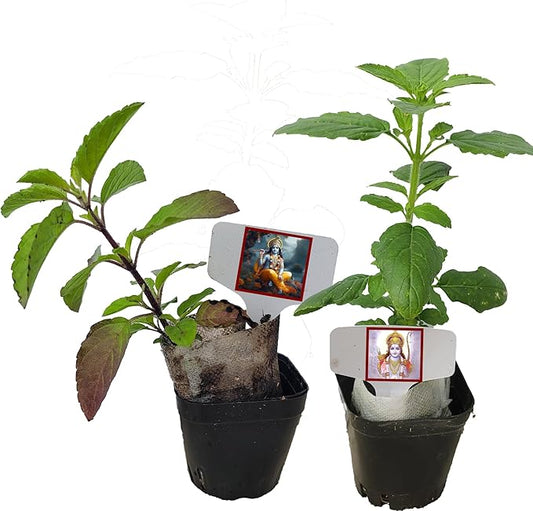 Live Green Rama and Purple Krishna Tulsi. for Puja with Indian Smell. Fresh, Edible with Growing Guide. Indoor/Outdoor. (Rama+Kris Tulsi in Cup)