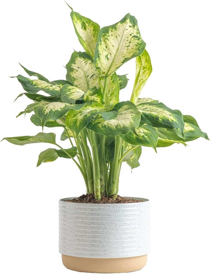 Costa Farms Dieffenbachia, Dumb Cane Live Plant in Decorative Pot, Easy to Maintain Indoor Houseplant, Perfect for Home, Room, or Office Decor, Great House Warming or Birthday Gift, 12-18 Inches Tall