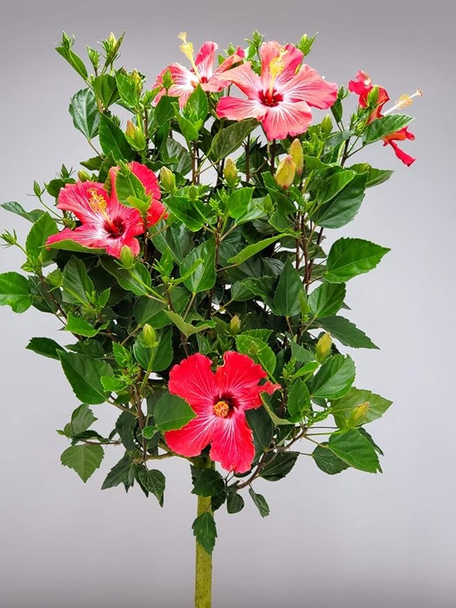 Hibiscus Tree Live - Pink Flowers - Tropical Plants of Florida - Overall Height 38" to 44" (Plant in Growers Pot)