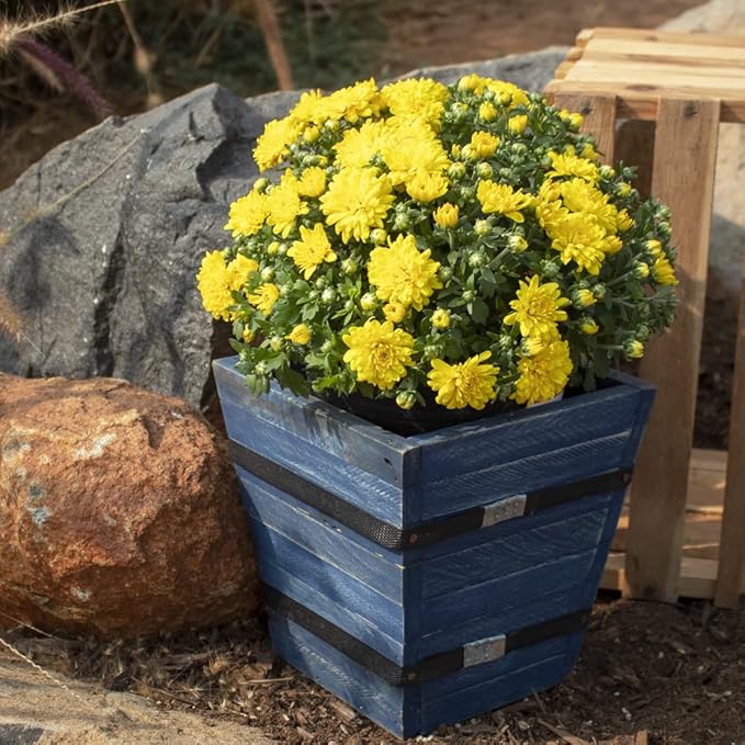 1G Yellow Mum Plant, Chrysanthemum Flowers Gardening Fall Decor, Mums Plants Live, Fall Decorations Outdoor, Housewarming Gift Ideas, Real Live Plants Indoor Plants Live Houseplants By Plants for Pets