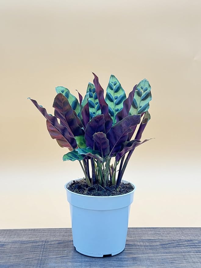Rattlesnake Calathea Live Plant - Air Purifier, Colorful House Plant, Ideal for Home Decor and Room Decor - Rattlesnake for Indoor Plants, Calathea Lancifolia Prayer Plant