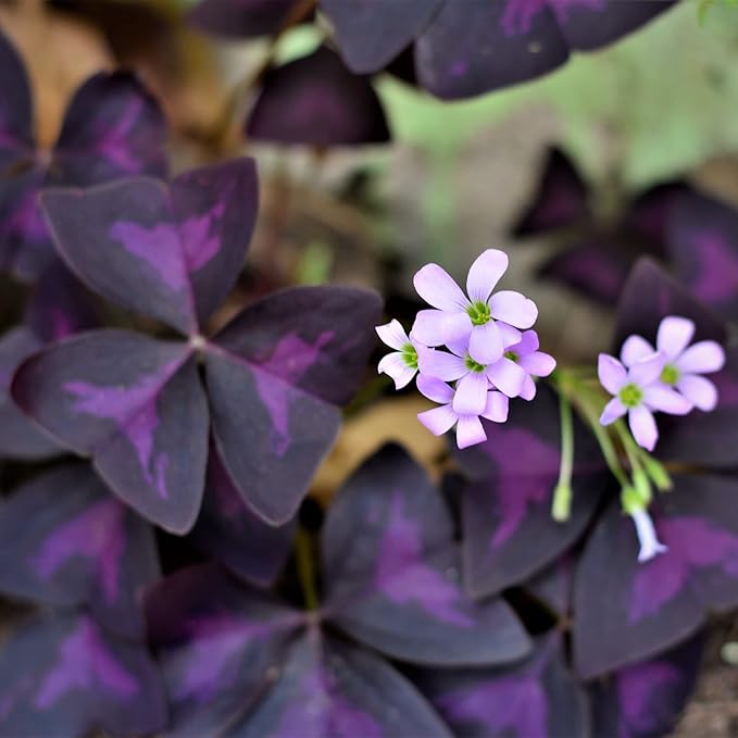 Easy to Grow Oxalis Triangularis Purple Shamrocks 20 Plant Bulbs - Dark Purple Foliage & Light Pink Flowers Indoor or Outdoor Zones 6-10