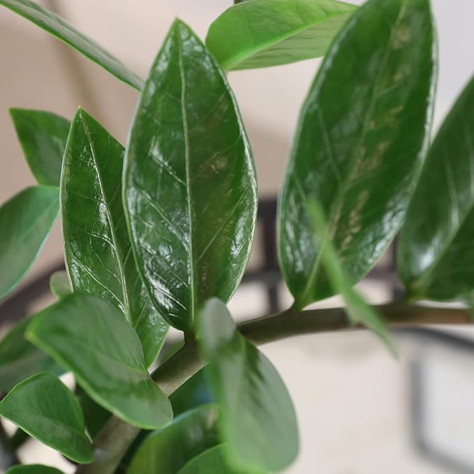 Green Circle Growers 5" ZZ Plant in Cream Jute Pot, Live Indoor Plants, House Plant