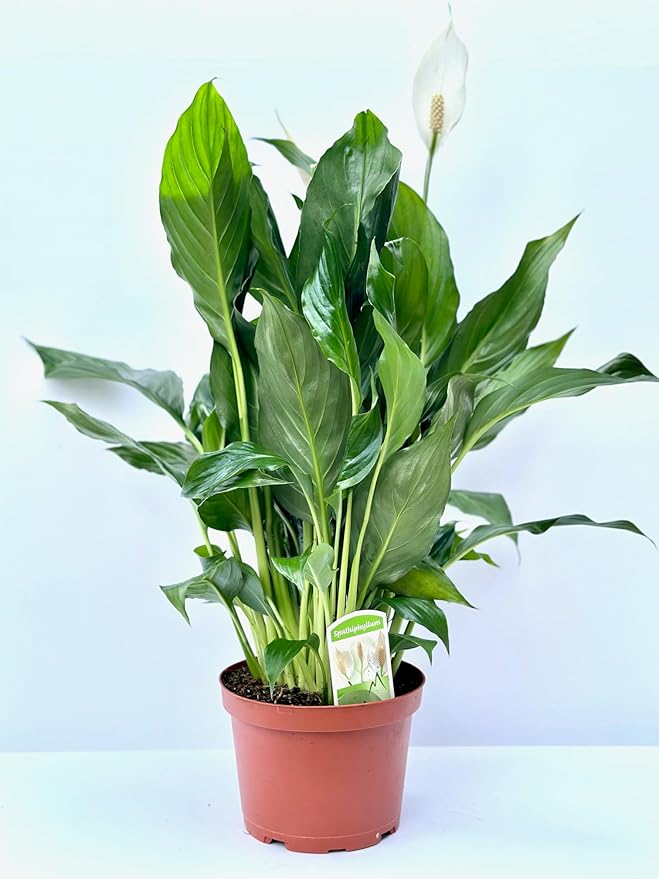 Spathiphyllum Peace Lily Plant, 6 Inch Pot, 14-18 Inches Tall, Gifth. Office Decor, Home Decor. Spathe Flower, White Sails