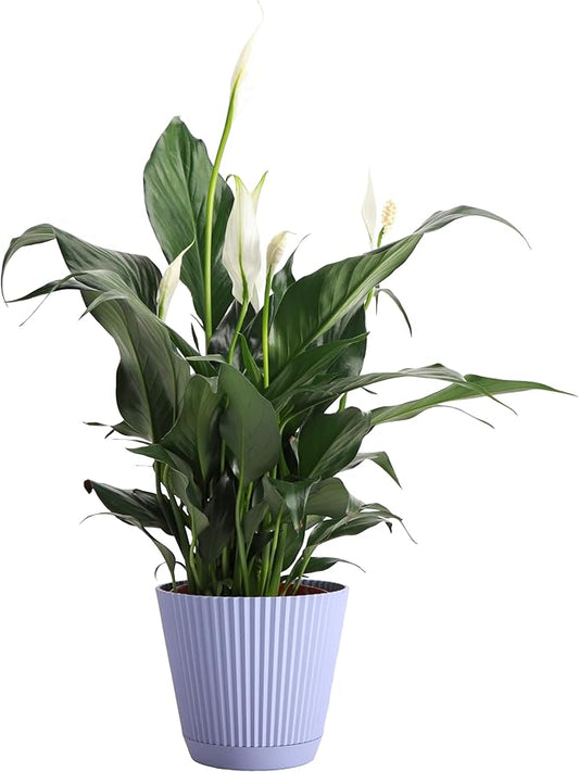 Thorsen's Greenhouse Live Peace Lily Plant, Spathyphylum, Low Light, Natural Air Purifier Live Indoor Plant, 4-6" Diameter Pot (Lavender, 4-inch Pot)