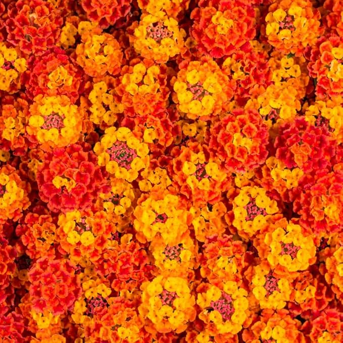 Pack 2 Lantana Live Plants Well Rooted, Orange Blooms Perennial, Lantana Shrub Starter 4-8 Inches