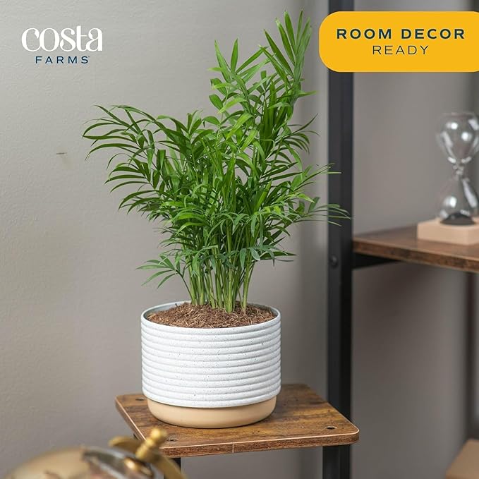 Costa Farms Neanthebella Palm Parlor Palm Live Indoor Plant 12-Inches Tall, Ships in Grower's Pot