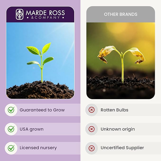 Purple Blazing Star - 5 Fresh Bulbs - Liatris Spicata Flower Bulb - Perennial Gayfeather Plant for Planting Outdoor - Perfect for Borders and Landscapes